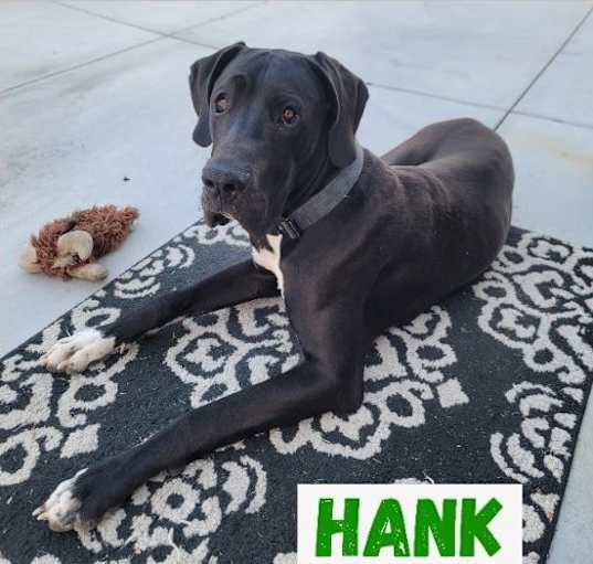 Photo of Hank