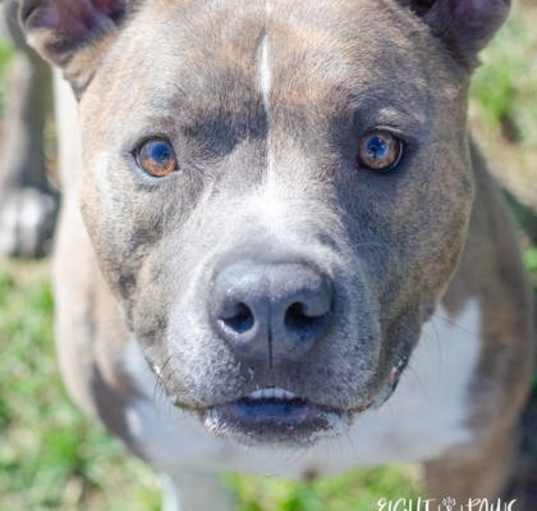 Photo of Duce