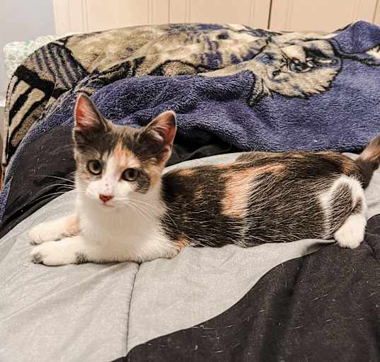 Photo of Buttercup