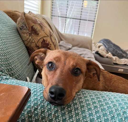 Photo of 24-079 Remy