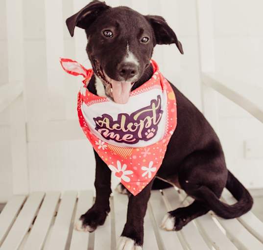 Photo of Indie