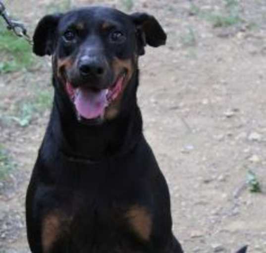 Photo of Skittles (Terrell)