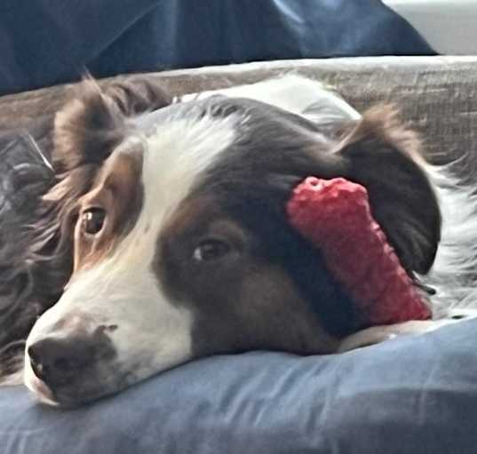 Photo of Cooper