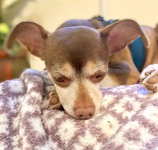 Photo of Daisy Mae