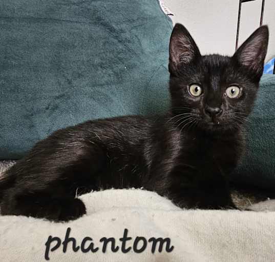 Photo of Phantom