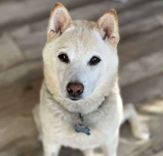 Photo of Blizzard