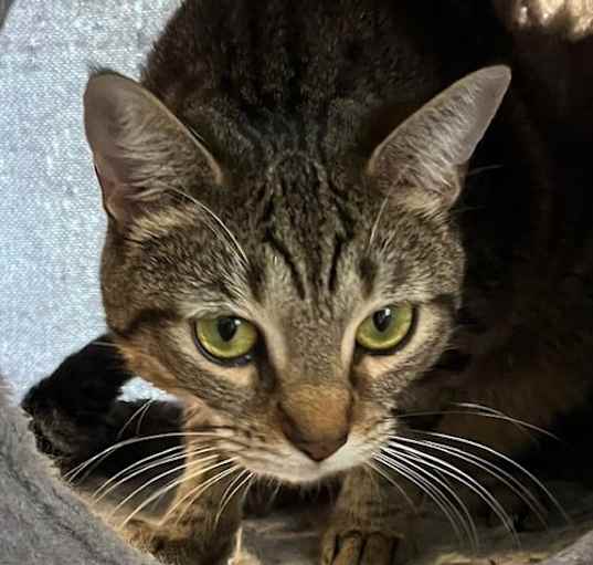 Photo of MELLOW MOLLY
