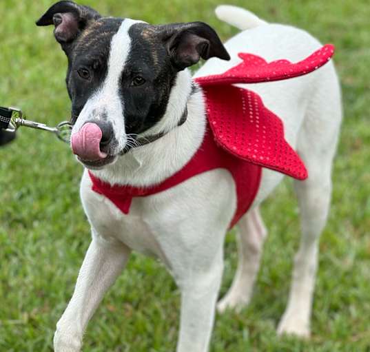 Photo of Pongo