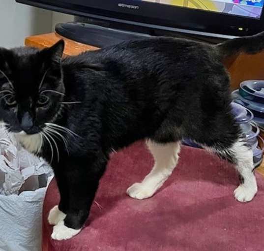 Photo of Huggie