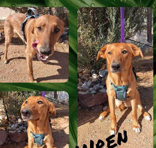 Photo of Wren