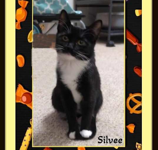 Photo of Silvee = Cute Kitten!!