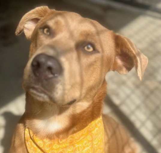 Photo of CHIEF AKA SKUNK