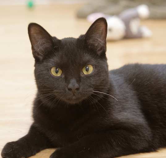 Photo of Kipper