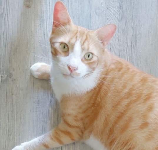 Photo of Garfield