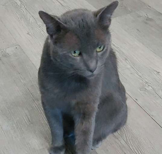 Photo of Shadow Blackstone