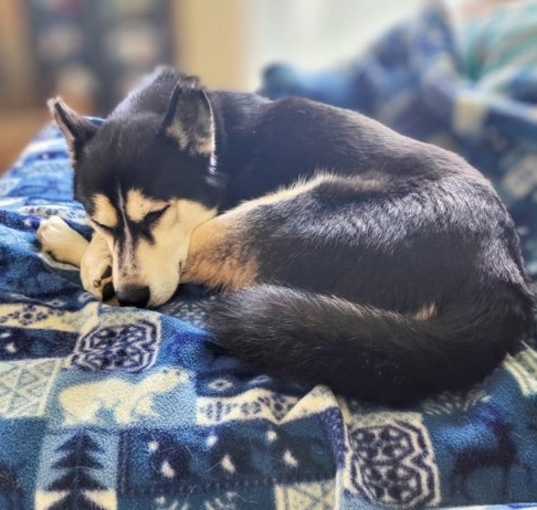 Photo of Kodiak