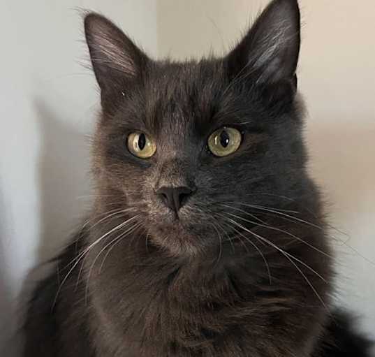 Photo of Ash