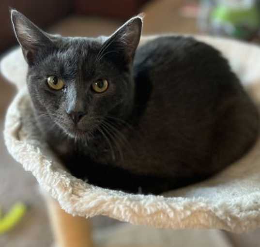 Photo of Coal