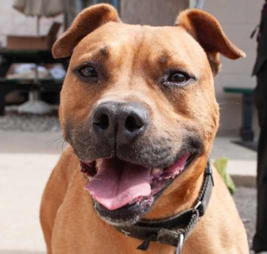 Photo of Koa