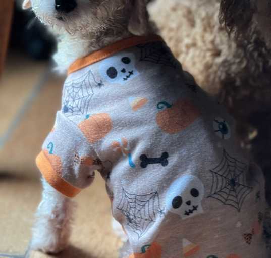 Photo of Goldie