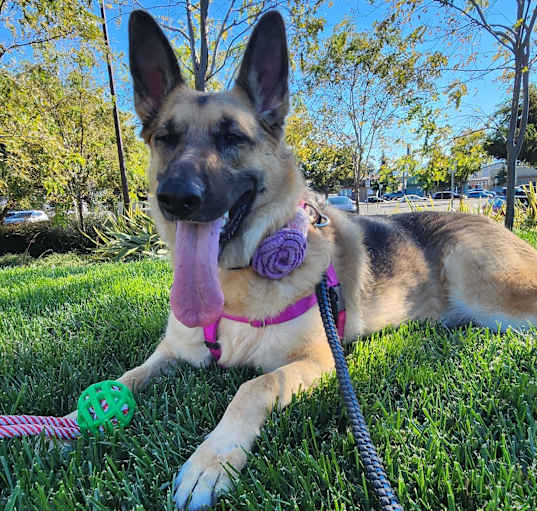 Photo of Lady