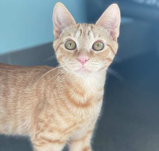 Photo of Louie