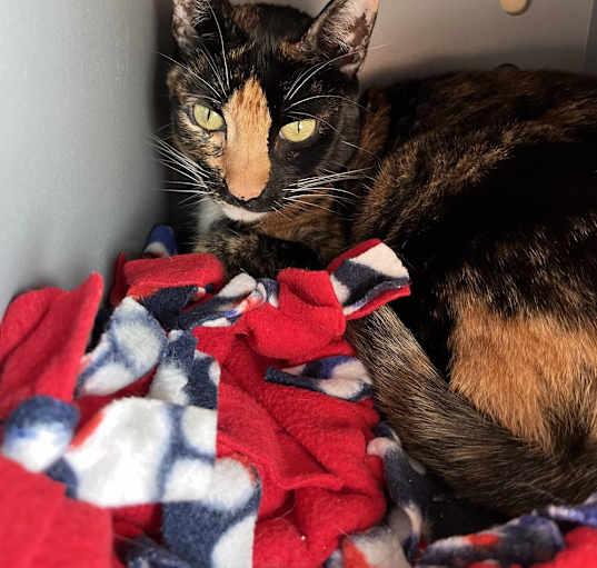 Photo of Maple