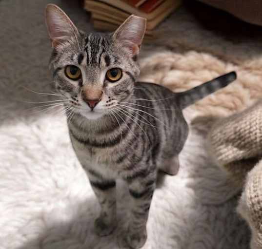 Photo of Amos
