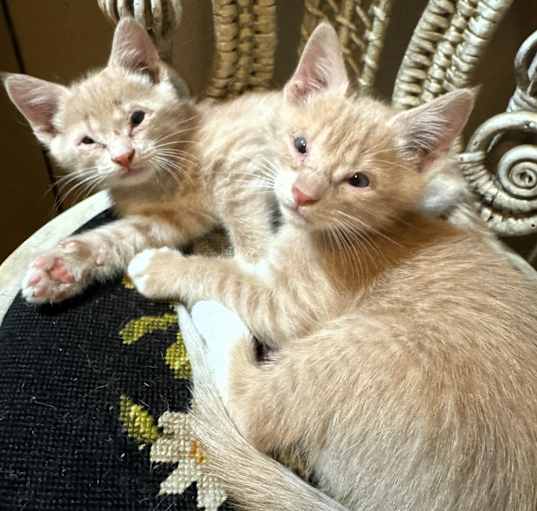 Photo of Tangerine & Kumquat