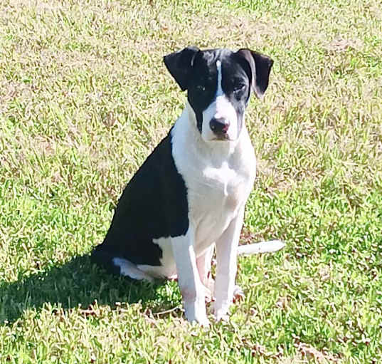 Photo of Indy