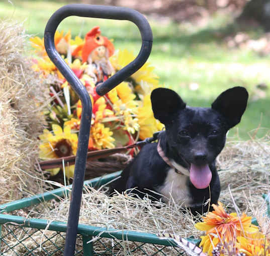 Photo of Blacky