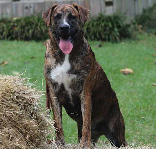 Photo of Mocha