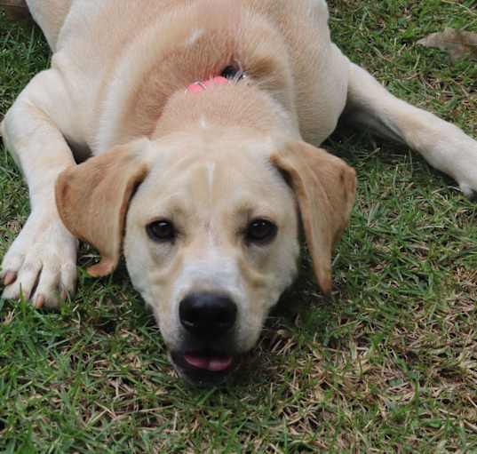 Photo of Nilla
