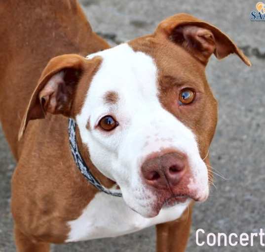 Photo of Concerto