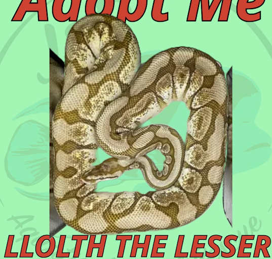 Photo of Llolth the Fancy Ball Python