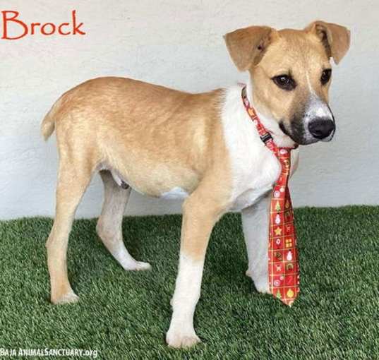 Photo of Brock