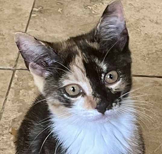 Photo of Dora