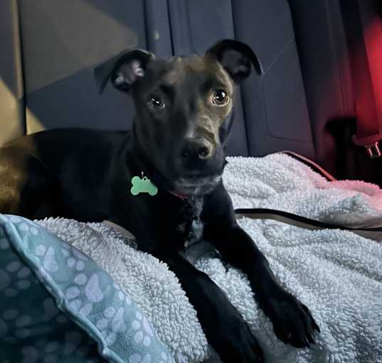 Photo of Scotty