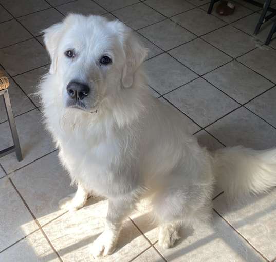 Photo of Ruby