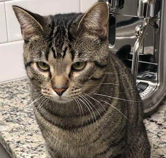 Photo of Jerry   (Bonded to Jinx)