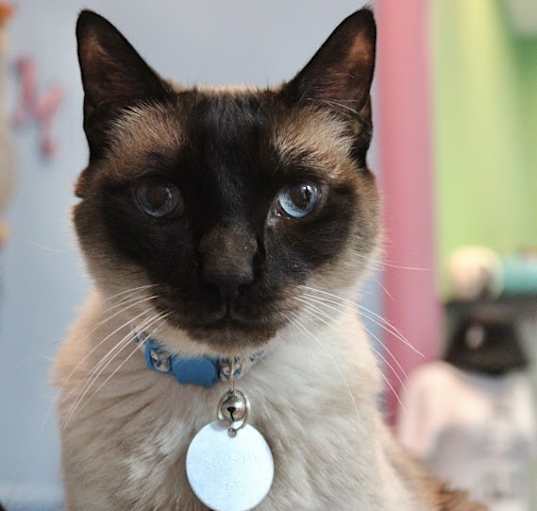 Photo of Kingsley