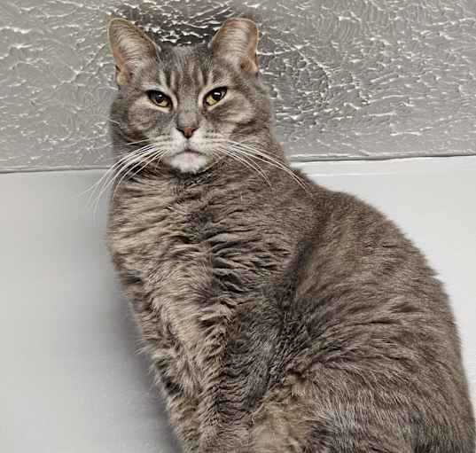 Photo of Bessie the Bobtail
