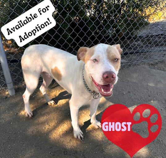 Photo of Ghost