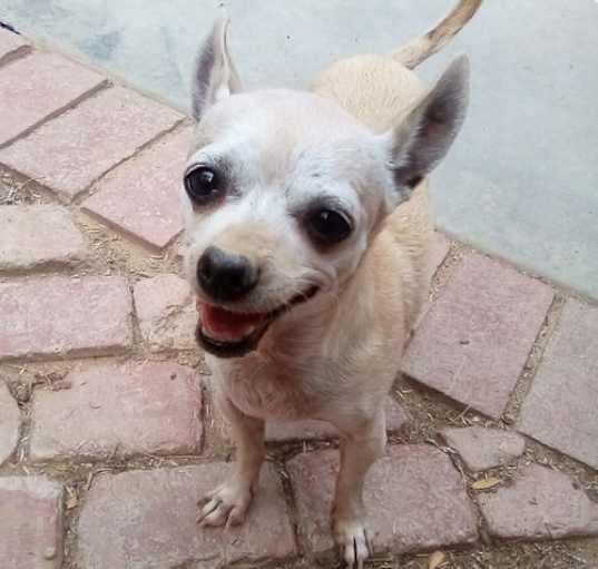 Photo of Clementine-ADOPTED 12/28/24  We have a look-a-like