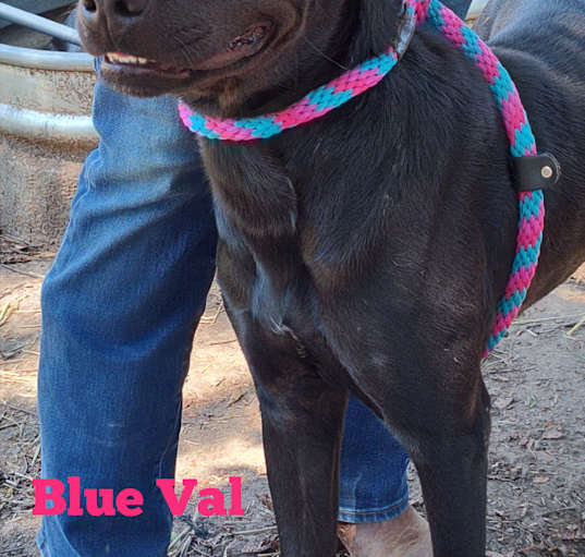 Photo of Blue Val (Bleu)