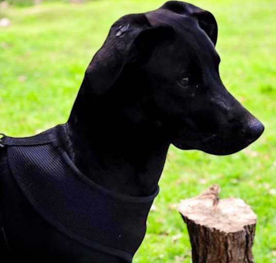 Photo of Sadie