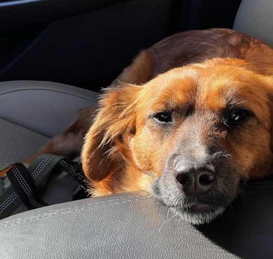 Photo of Lily