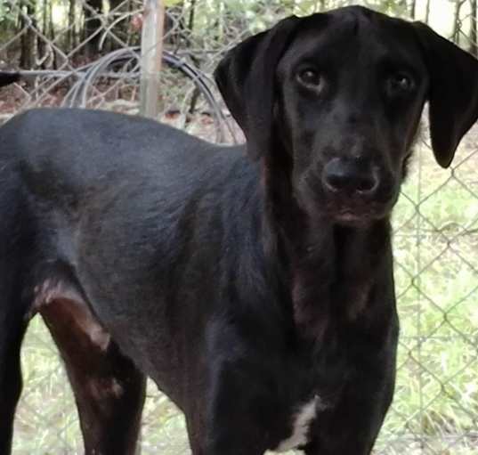 Photo of Romeo
