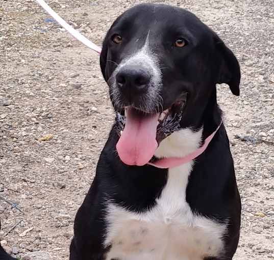 Photo of Goliath