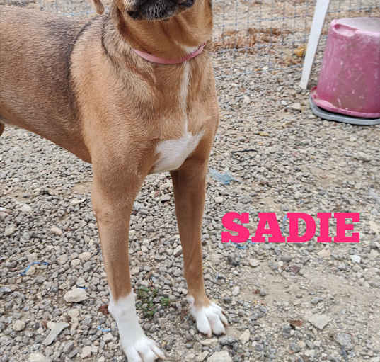 Photo of Sadie